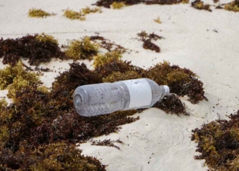 No dan tregua a la limpieza del sargazo en las playas de Cancún