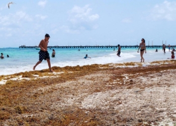 Empresarios de la Riviera Maya piden atender el problema del sargazo “con mayor orden”