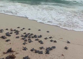 Registra campamento “San Martín” 760 nidos de tortuga marina