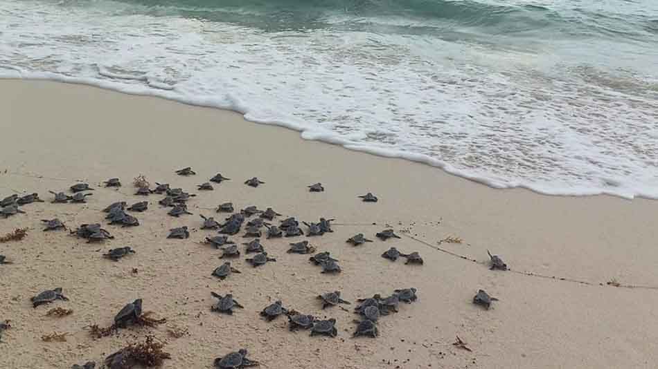 Registra campamento “San Martín” 760 nidos de tortuga marina