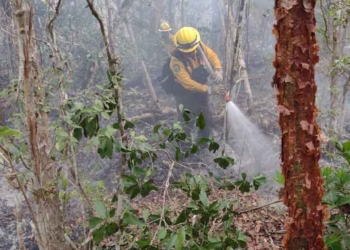 Reportan dos incendios forestales activos en Quintana Roo