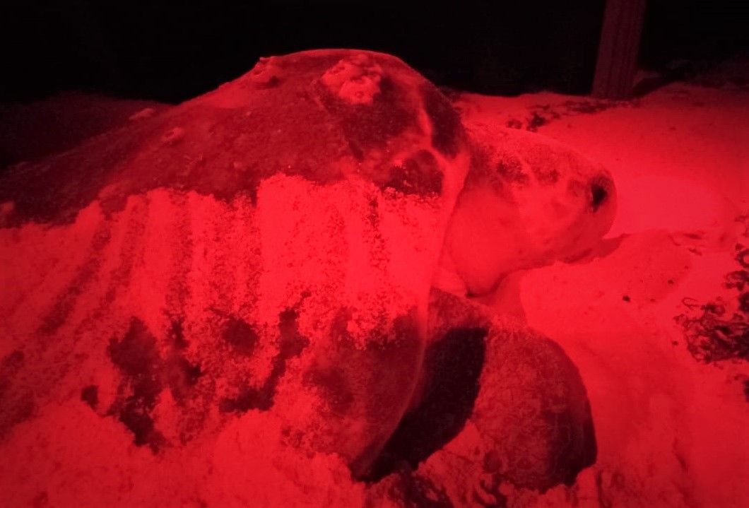 Protege gobierno de Pedro Joaquín a las especies marinas en Cozumel