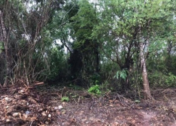 Advierten sobre posibles fraudes en la compra de terrenos a bajo costo en Quintana Roo