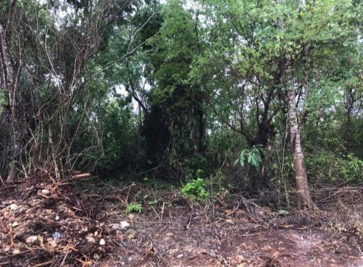 Advierten sobre posibles fraudes en la compra de terrenos a bajo costo en Quintana Roo