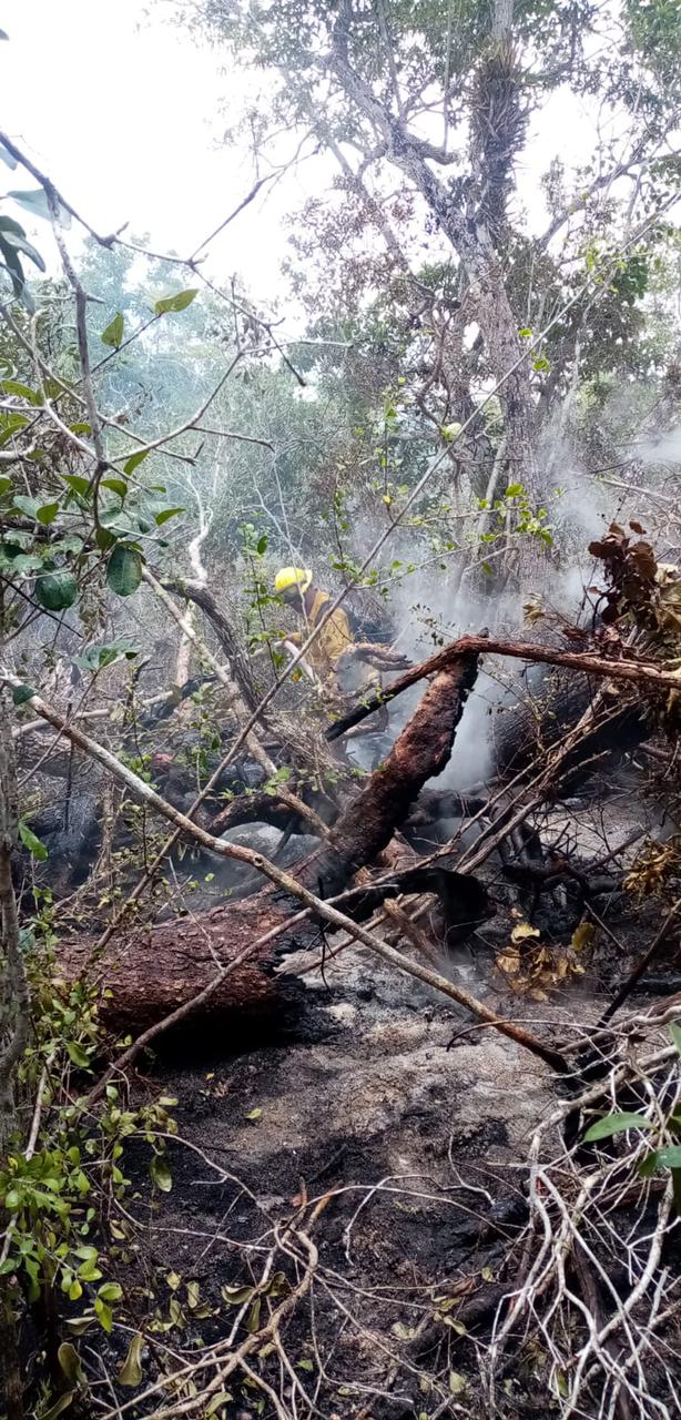 Quintana Roo reporta menos incendios forestales que en 2020