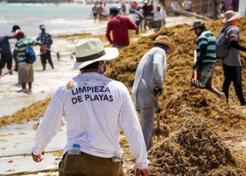 Red de Monitoreo aclara que sargazo no afectará a toda la costa quintanarroense