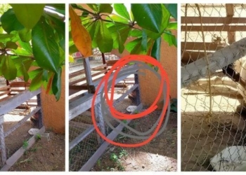 Abandonado el zoológico Payo Obispo, siguen muriendo animales