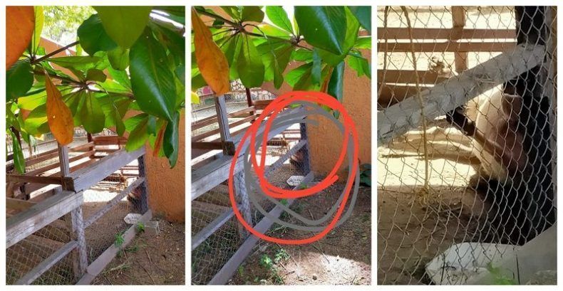 Abandonado el zoológico Payo Obispo, siguen muriendo animales