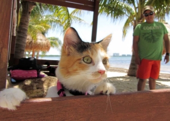 El Caribe Mexicano, un destino con amplia oferta pet-friendly