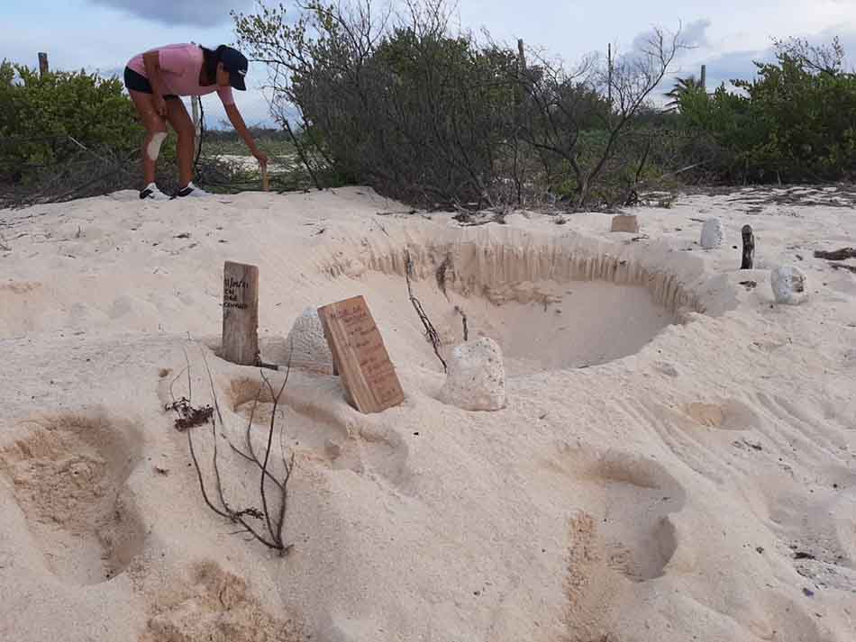 A pesar de la pandemia no descuidan en Puerto Morelos acciones de protección a tortuga marina
