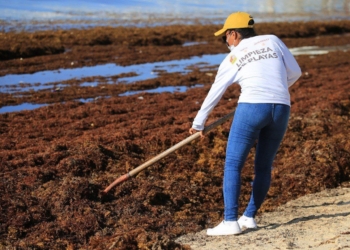 Con 120 trabajadores municipales retiran el sargazo de playas de Solidaridad