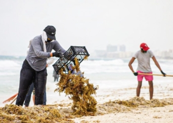 El sargazo, la basura, fraude con licencias y la estructura hallada en Playa Delfines ocupan la atención del Ayuntamiento de Benito Juárez