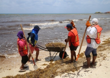 Más de 1,400 toneladas de sargazo ya retiraron de playas de Solidaridad