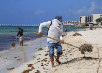 Atienden de manera permanente recale de sargazo en Playa del Carmen