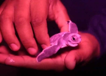Mantienen bajo protección y vigilancia permanente a las tortugas marinas que llegan a Cancún