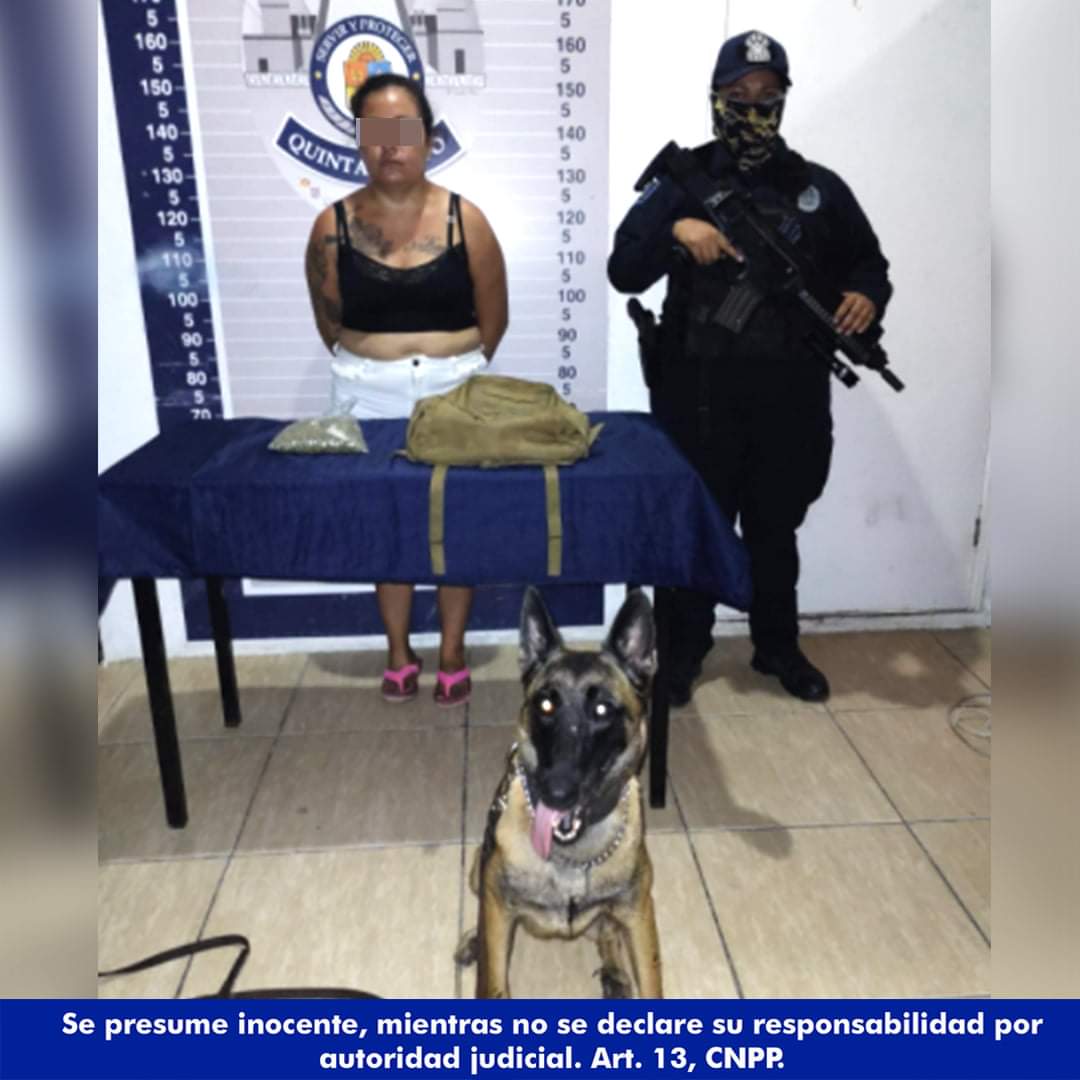 Unidad Canina detecta en Playa del Carmen a mujer que llevaba entre sus pertenencias una bolsa con marihuana