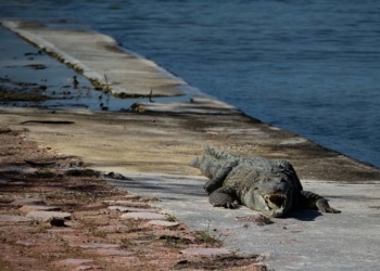 Especialista niega que seres humanos sean objetivo de cocodrilos y pide programa en Laguna Nichupté para prevenir ataques
