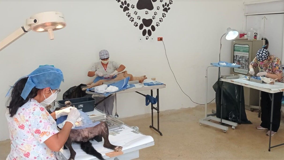 Más perros y gatos se suman a la lista de esterilizados en lo que va del actual Ayuntamiento