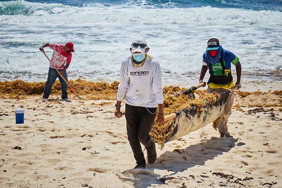 Recolecta Zofemat más de 140 toneladas de sargazo de distintos puntos de Cozumel durante julio