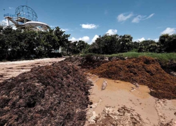 Ya fueron recolectadas poco más de 22 mil toneladas de sargazo en playas públicas
