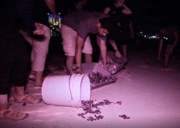 Más de 3,000 nidos de tortuga bajo protección y conservación en playas de Cancún