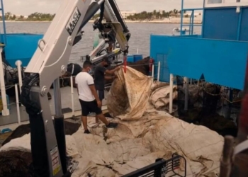 Buque Oceanográfico y Patrulla Oceánica combaten al sargazo en Quintana Roo