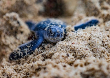Las tortugas de Quintana Roo llegan con éxito a festivales de cine internacionales