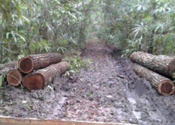 Madereros del sur de Quintana Roo denuncian que burocracia en Semarnat, frena transportar producción