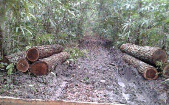 Madereros del sur de Quintana Roo denuncian que burocracia en Semarnat, frena transportar producción