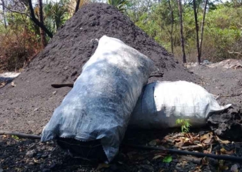 Productores de carbón del norte de Quintana Roo se quejan de tener que «regalar su trabajo» por la pandemia