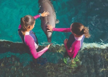 The Dolphin Company, en la posición #18 del ranking Súper Empresas para Mujeres 2021