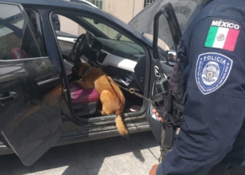 Unidad Canina K9, con respaldo del C5, contribuye a prevenir y disuadir delitos en Quintana Roo