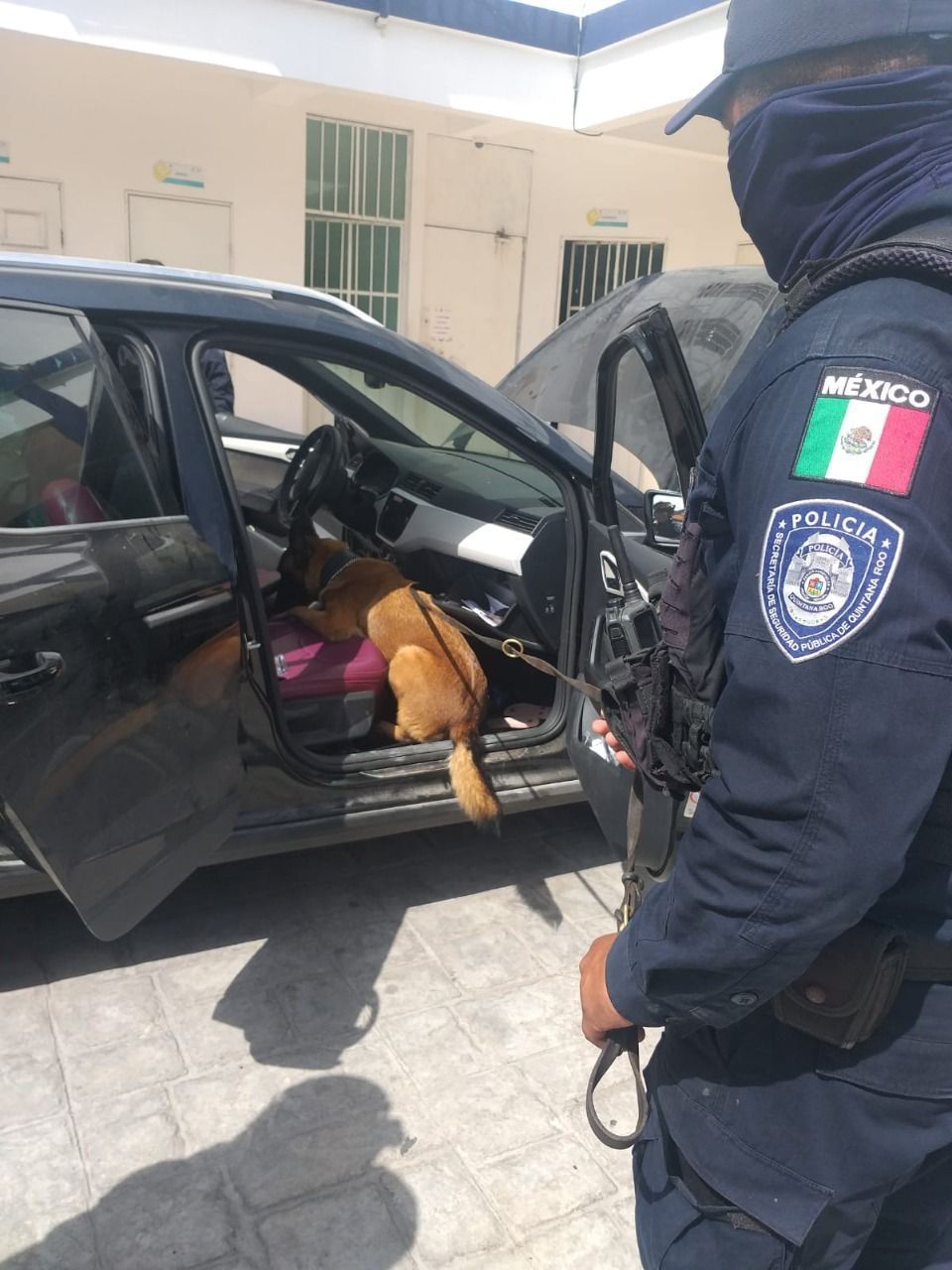 Unidad Canina K9, con respaldo del C5, contribuye a prevenir y disuadir delitos en Quintana Roo