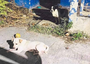 Familias chetumaleñas abandonan a sus mascotas en Calderitas o Xul-Há por crisis económica que les impide mantenerlas