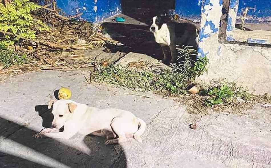 Familias chetumaleñas abandonan a sus mascotas en Calderitas o Xul-Há por crisis económica que les impide mantenerlas