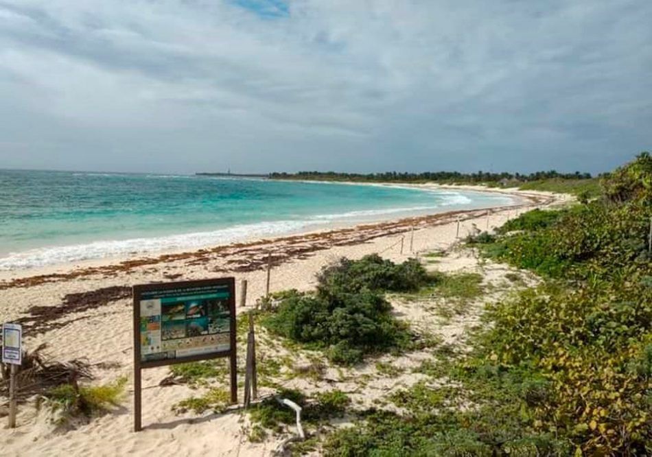 Trabajos de conservación en Xcacel tienen efectos positivos en anidación de tortugas