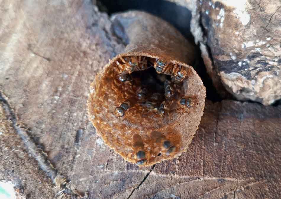 Apicultores cardenenses implementan proyecto para rescatar abeja melipona y fomentar turismo comunitario