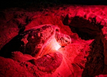 En lo que va de esta temporada ya hay registrados 124 nidos de tortugas en Isla Mujeres