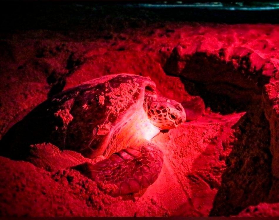 En lo que va de esta temporada ya hay registrados 124 nidos de tortugas en Isla Mujeres