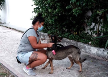 Buscan combatir la proliferación de perros callejeros en Cancún, mediante una campaña de esterilización