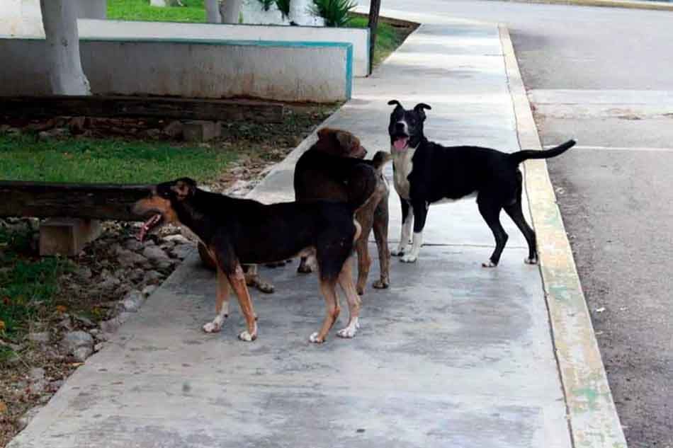 Reportan hasta 10 denuncias semanales por ataques de perros callejeros en Cancún