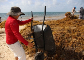 Esfuerzos de varias dependencias para mantener limpias de sargazo las playas de Puerto Morelos