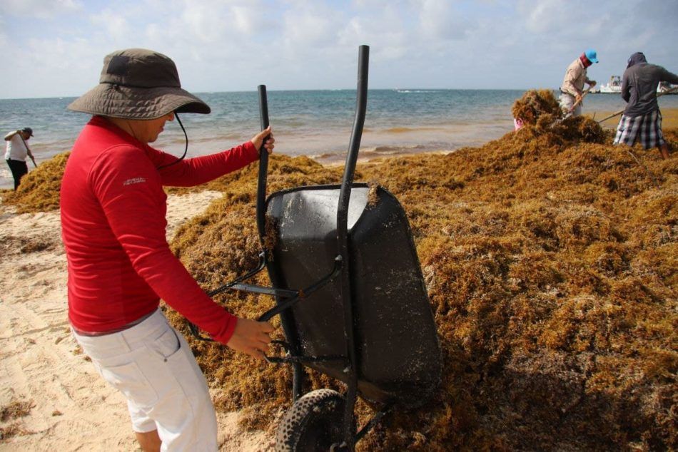 Esfuerzos de varias dependencias para mantener limpias de sargazo las playas de Puerto Morelos