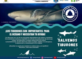 Tiburón Toro, objeto de estudio para establecer teoría sobre las causas de su alumbramiento en Playa del Carmen
