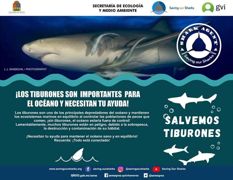 Tiburón Toro, objeto de estudio para establecer teoría sobre las causas de su alumbramiento en Playa del Carmen