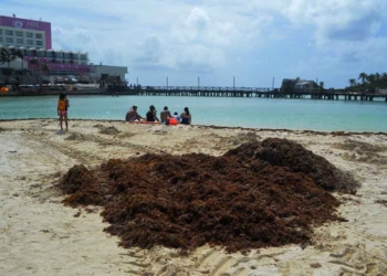 Zofemat mantiene limpieza de sargazo en playas de Isla Mujeres