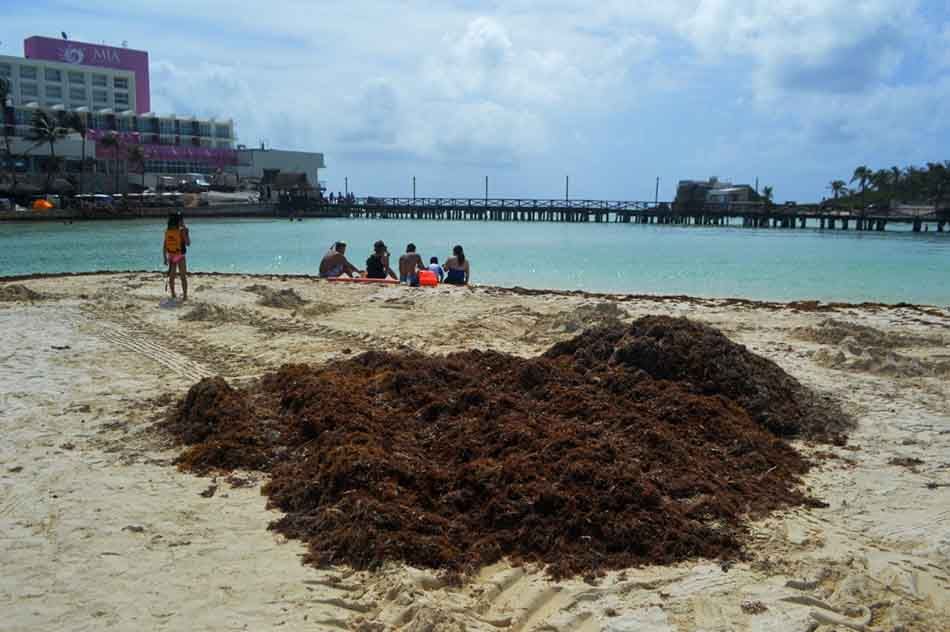 Zofemat mantiene limpieza de sargazo en playas de Isla Mujeres