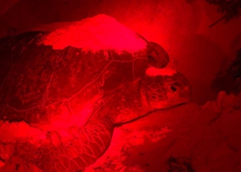Gobierno de Pedro Joaquín libera mil 358 crías de tortuga marina en Cozumel