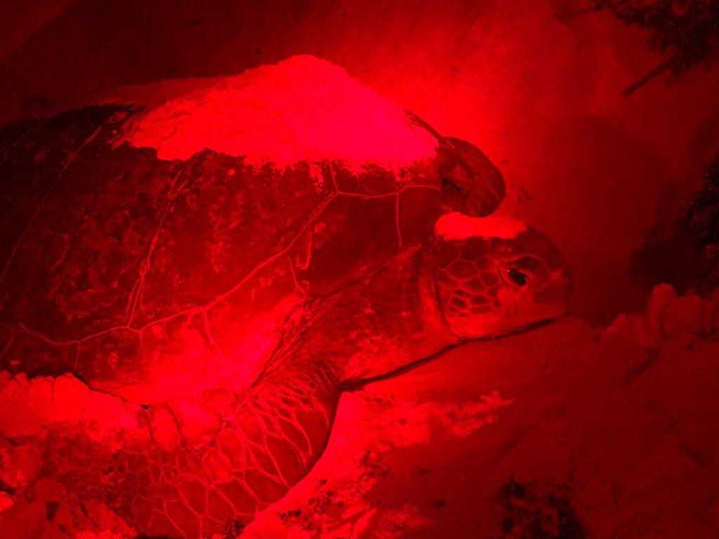 Gobierno de Pedro Joaquín libera mil 358 crías de tortuga marina en Cozumel