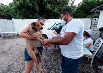 Ayuntamiento de Benito Juárez fomenta la esterilización de perros y gatos